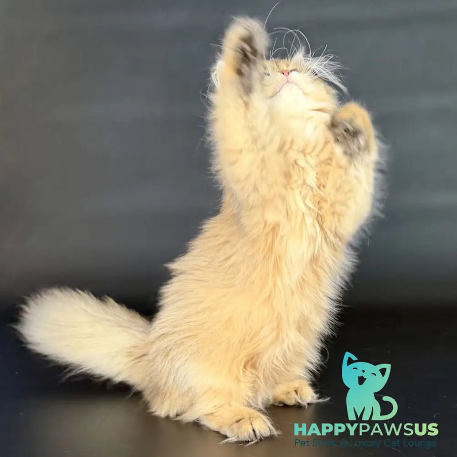 Varo British Longhair female black golden shaded - live animals