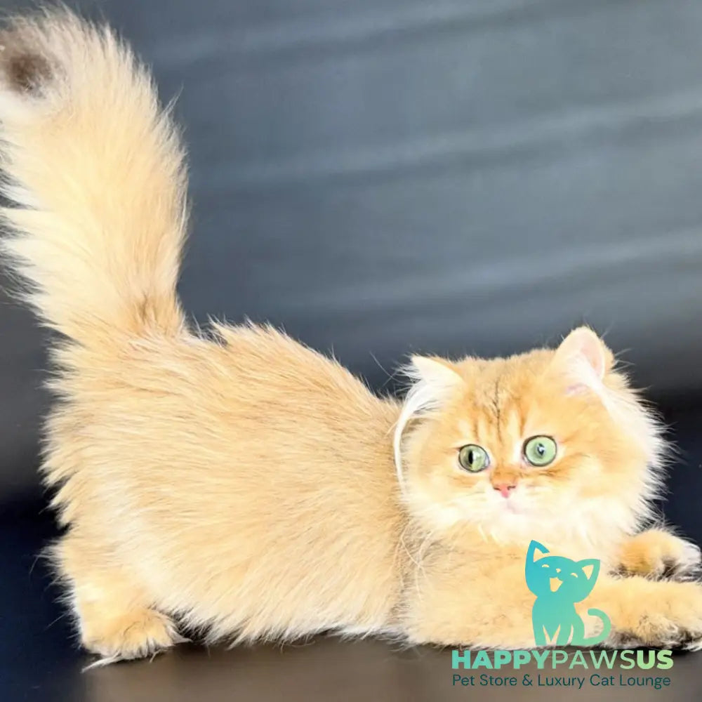 Varo British Longhair female black golden shaded - live animals