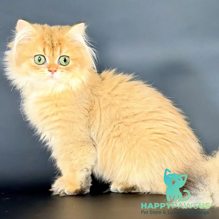 Varo British Longhair female black golden shaded - live animals