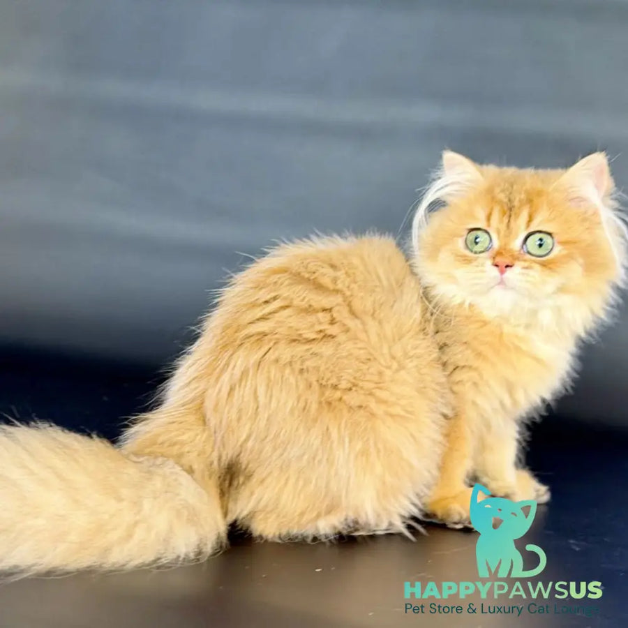 Varo British Longhair female black golden shaded - live animals