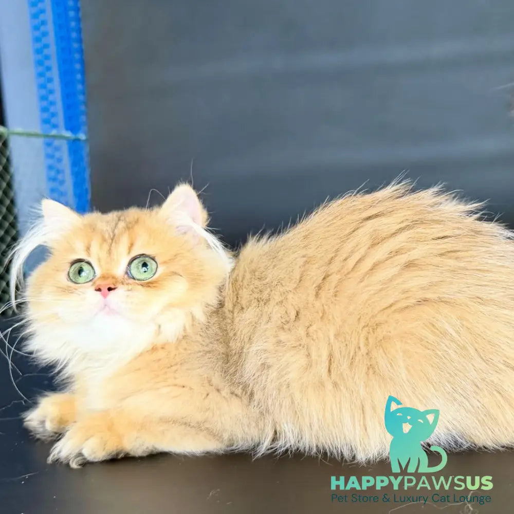 Varo British Longhair female black golden shaded - live animals