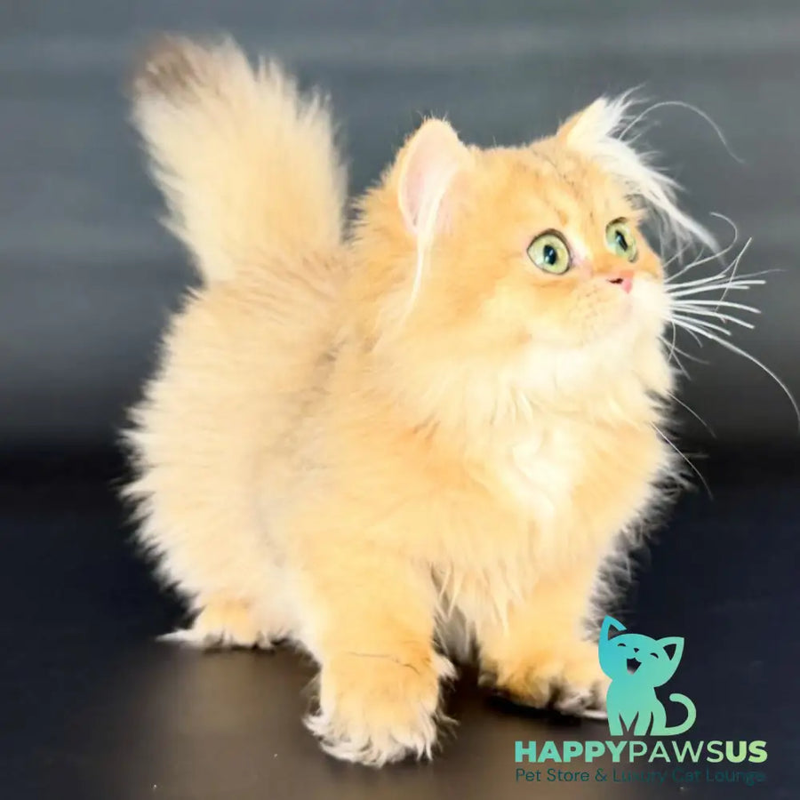 Varo British Longhair female black golden shaded - live animals