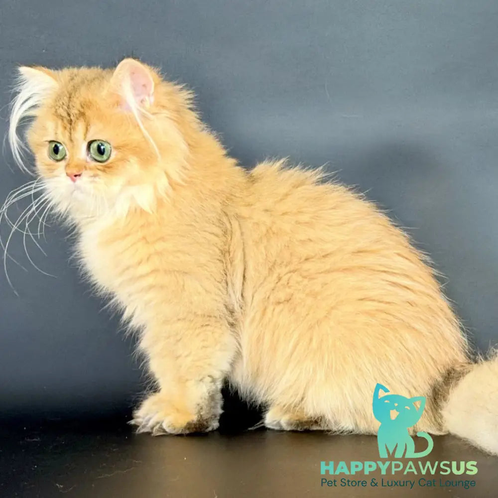 Varo British Longhair female black golden shaded - live animals