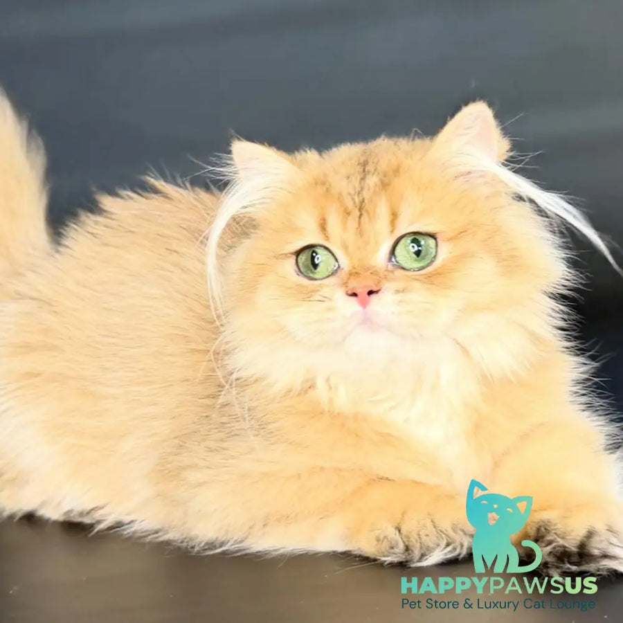 Varo British Longhair female black golden shaded - live animals