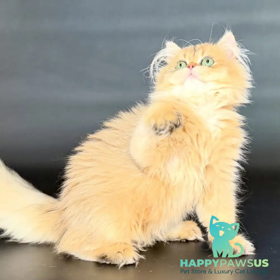 Varo British Longhair female black golden shaded - live animals