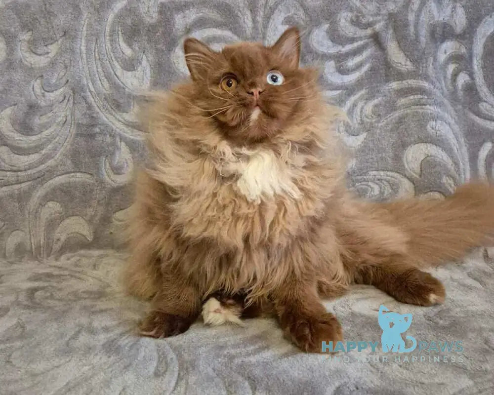 Varvara British Longhair female cinnamon with white - live animals