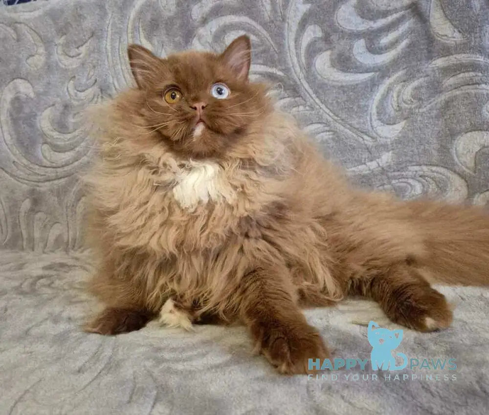 Varvara British Longhair female cinnamon with white - live animals