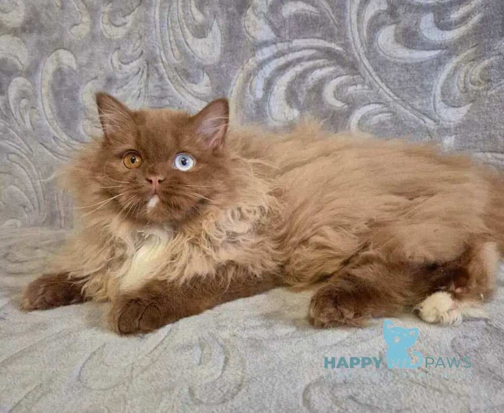 Varvara British Longhair female cinnamon with white - live animals
