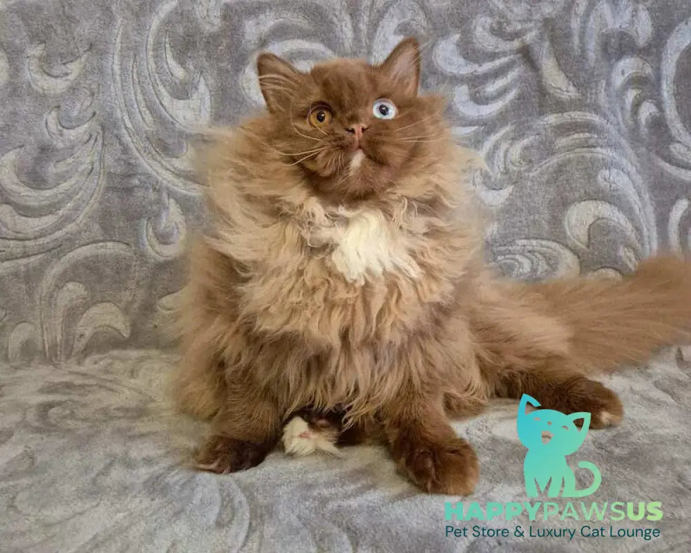 Varvara British Longhair female cinnamon with white - live animals