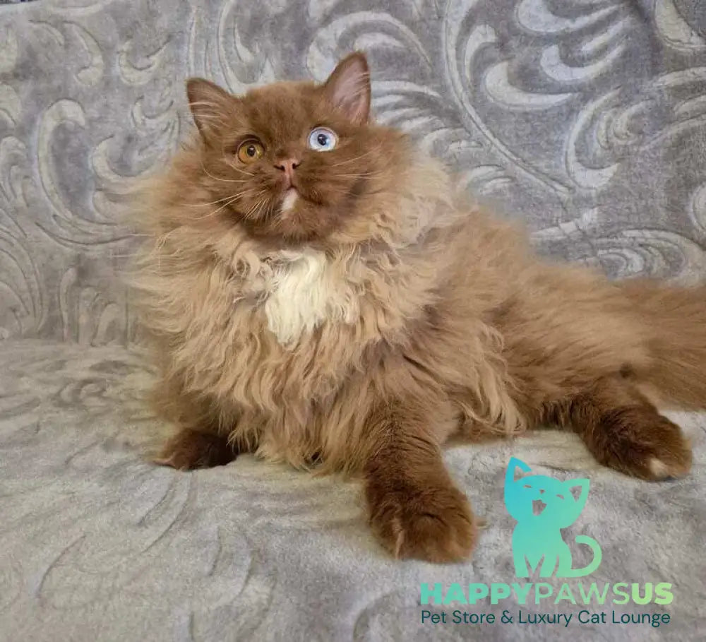 Varvara British Longhair female cinnamon with white - live animals
