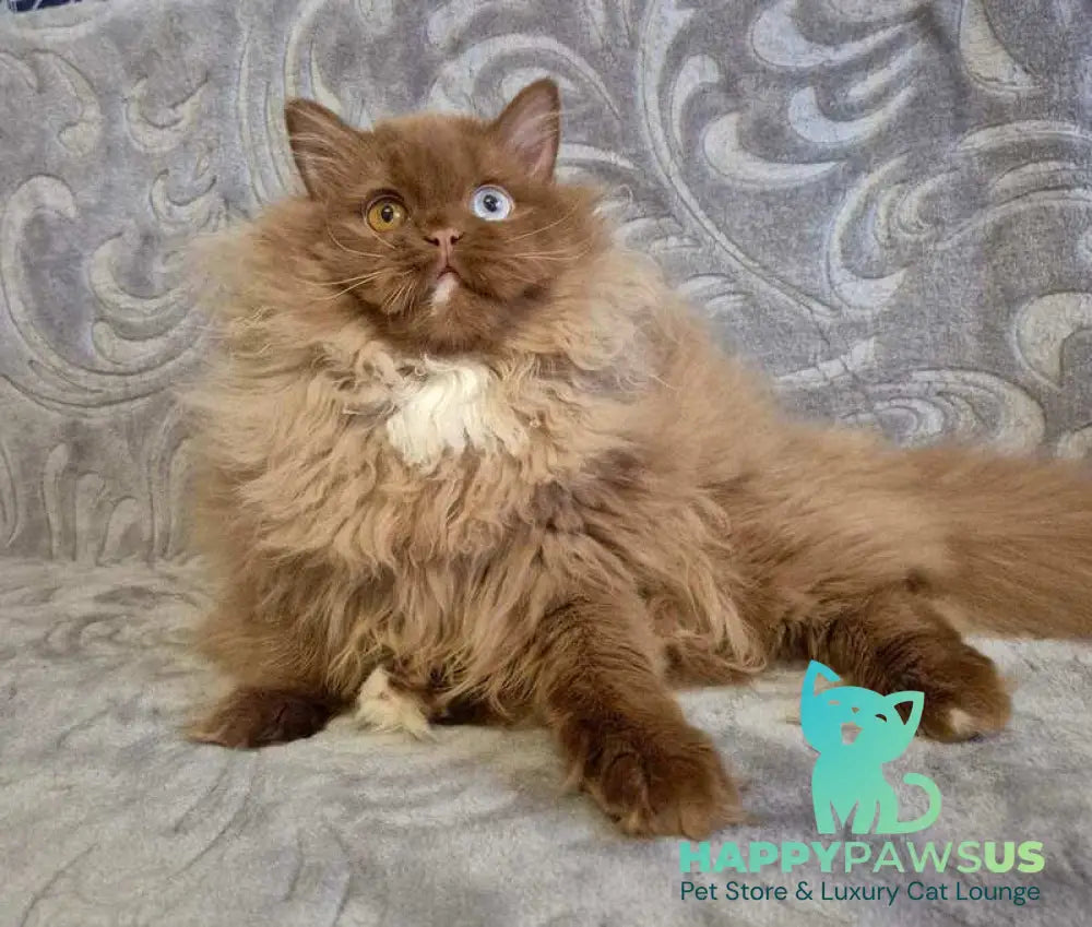 Varvara British Longhair female cinnamon with white - live animals