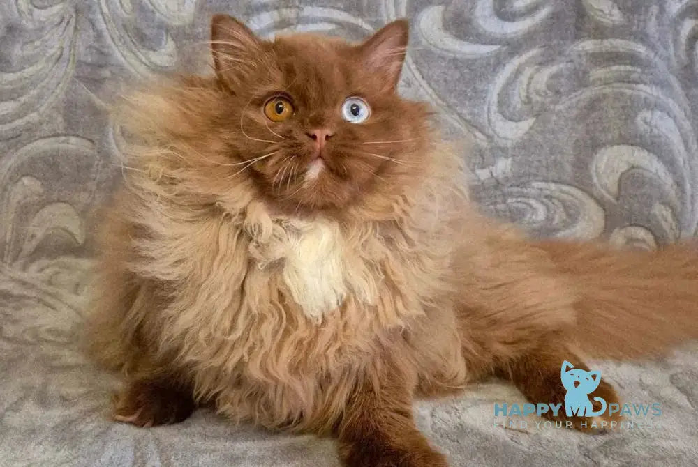 Varvara British Longhair female cinnamon with white - live animals