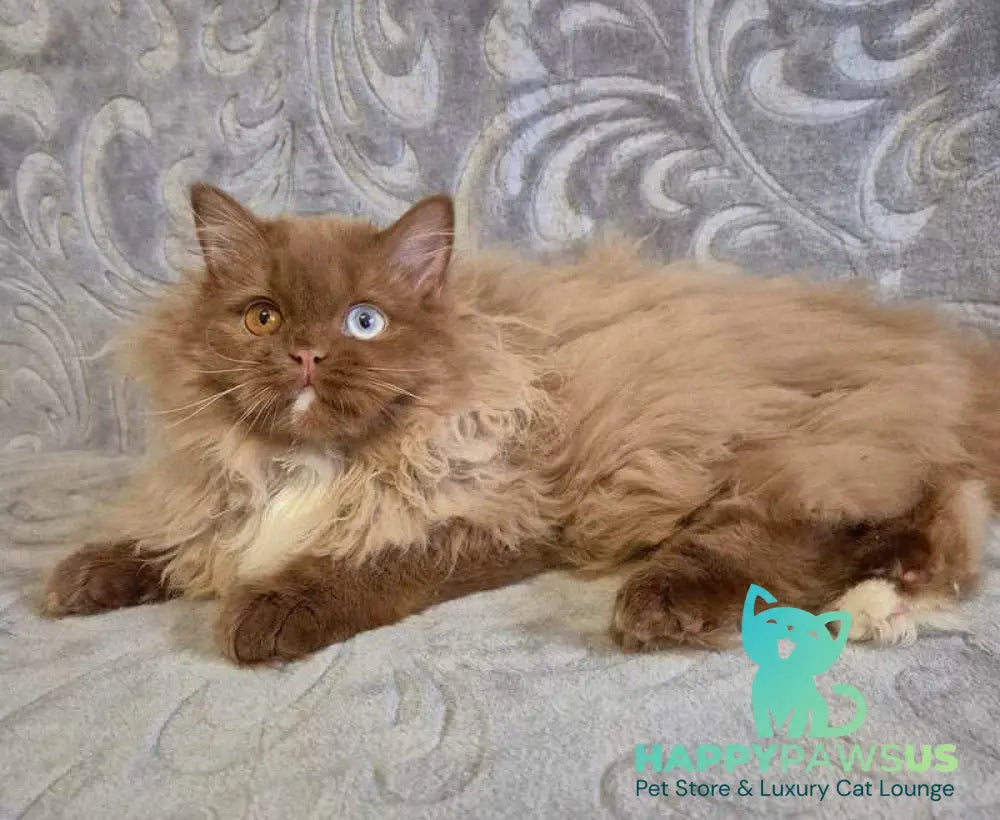 Varvara British Longhair female cinnamon with white - live animals