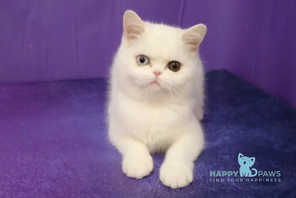 Varvara Exotic female white live animals