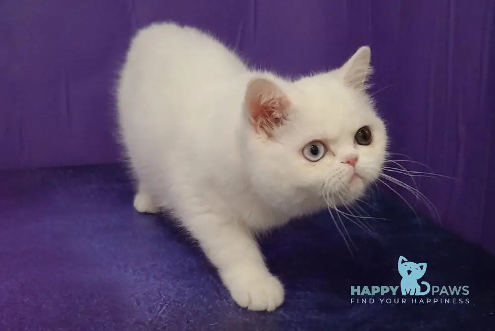 Varvara Exotic female white live animals