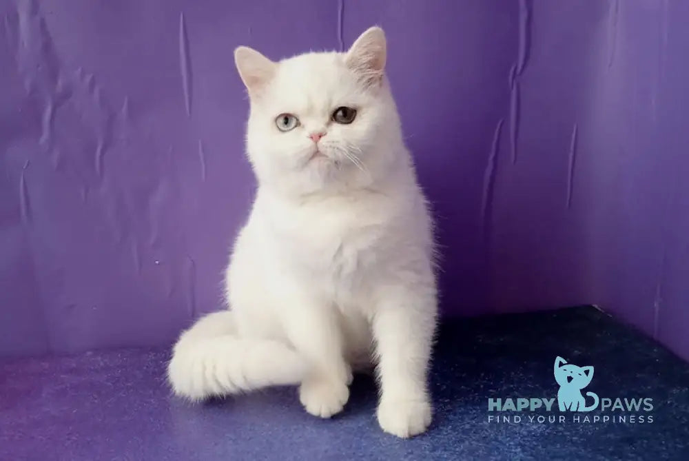 Varvara Exotic female white live animals