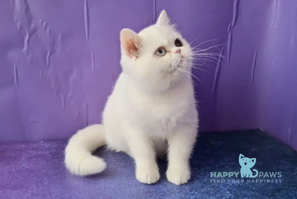 Varvara Exotic female white live animals