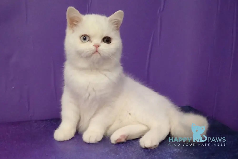 Varvara Exotic female white live animals