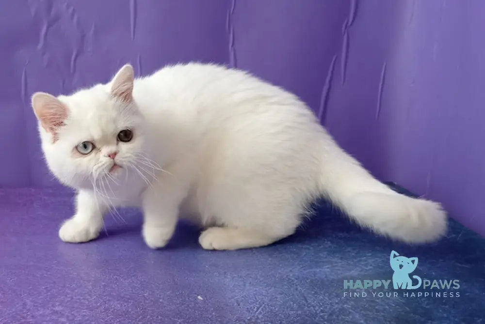 Varvara Exotic female white live animals