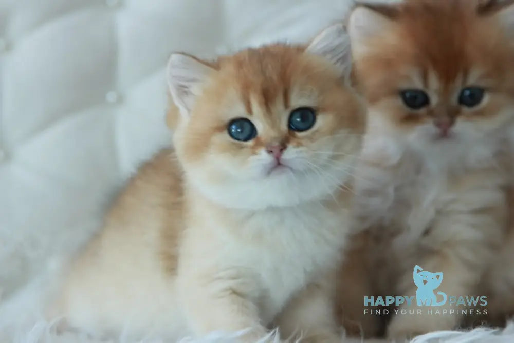 Varya British Shorthair female black golden shaded live animals