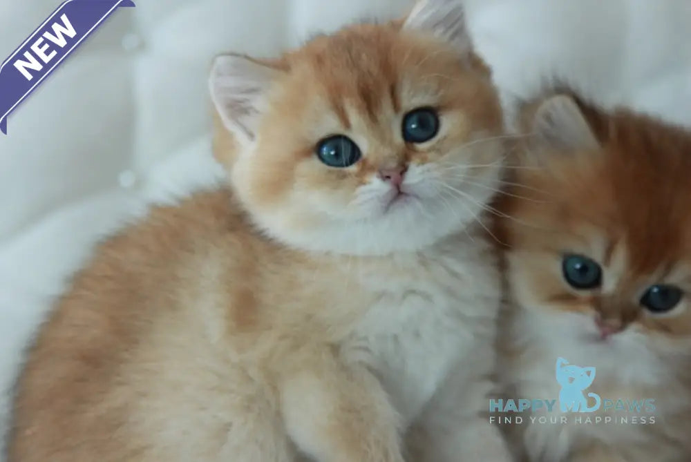 Varya British Shorthair female black golden shaded live animals