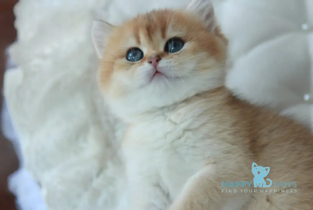 Varya British Shorthair female black golden shaded live animals