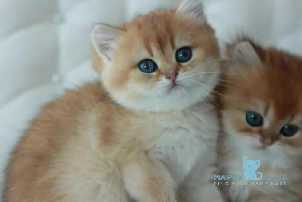 Varya British Shorthair female black golden shaded live animals