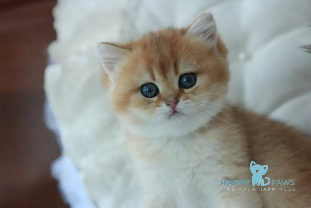 Varya British Shorthair female black golden shaded live animals