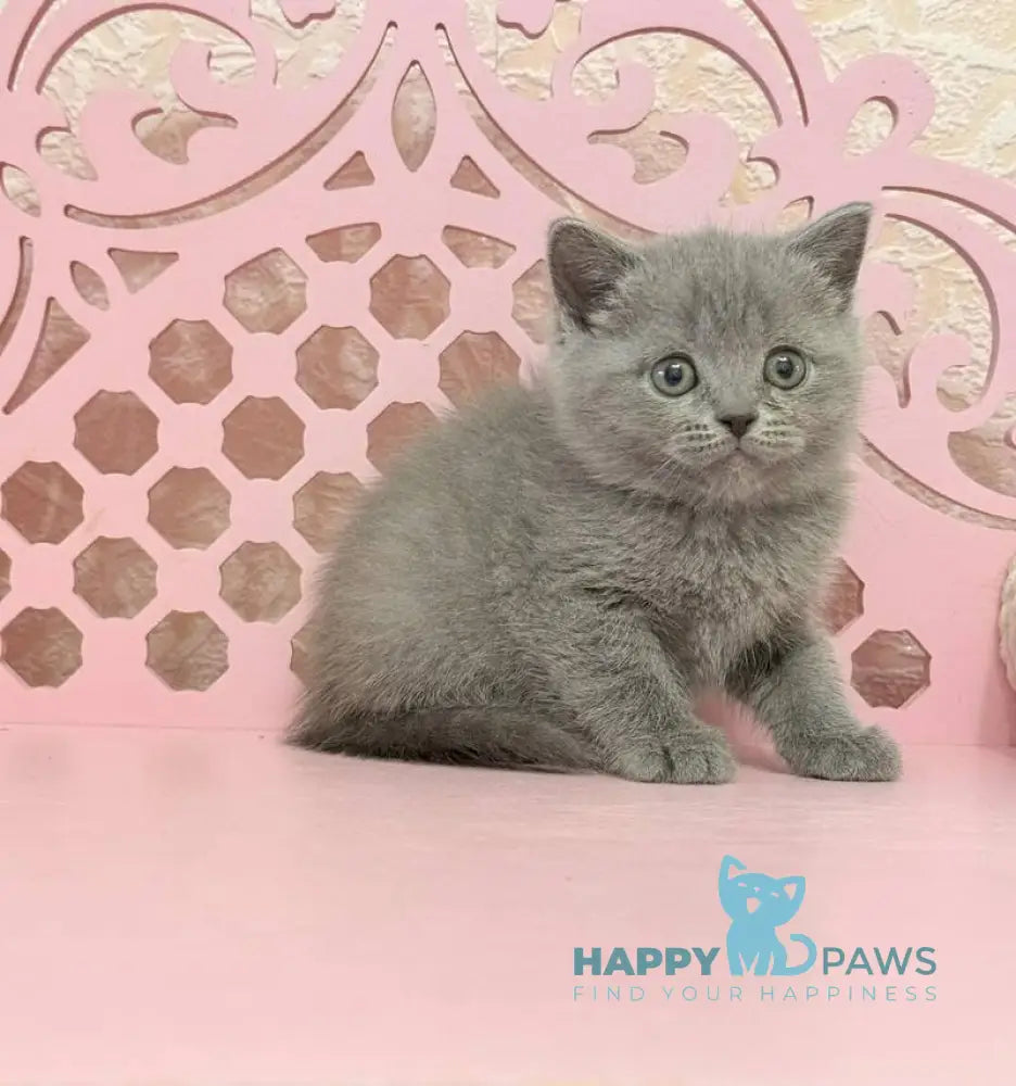 Varyusha Scottish Straight female blue live animals