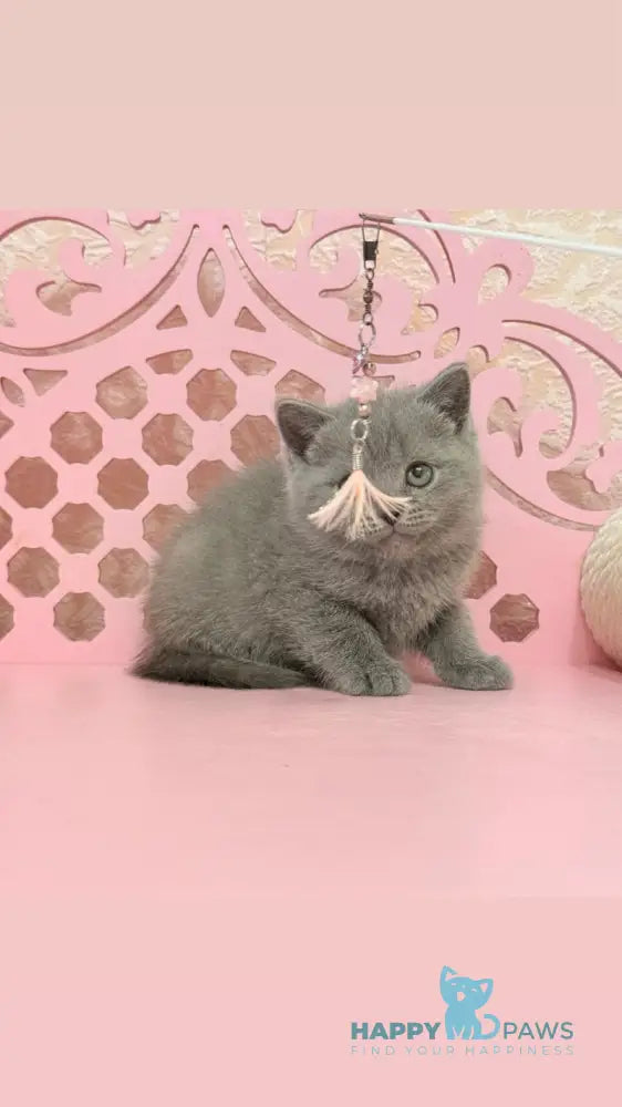 Varyusha Scottish Straight female blue live animals