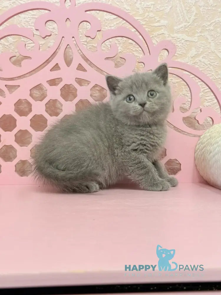 Varyusha Scottish Straight female blue live animals