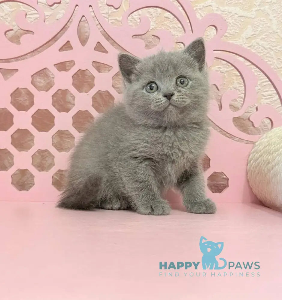 Varyusha Scottish Straight female blue live animals