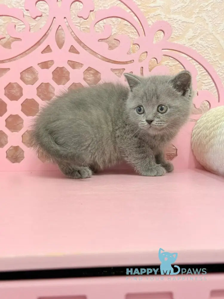 Varyusha Scottish Straight female blue live animals