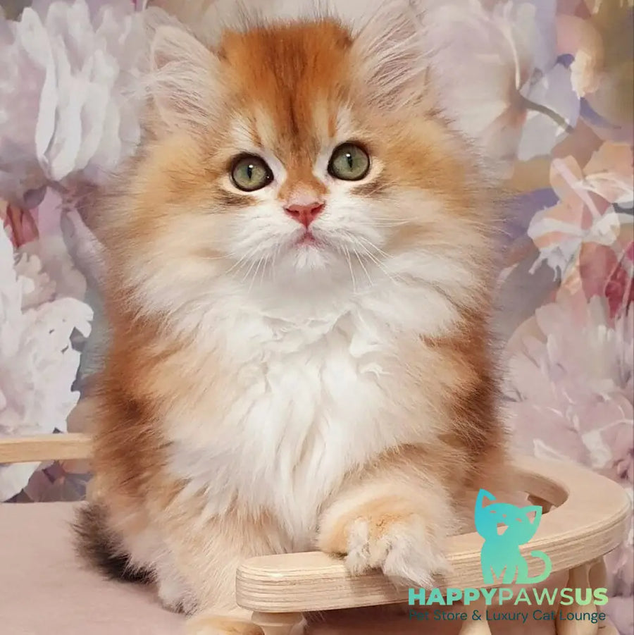 Vasen’ka British Longhair male black golden chinchilla - live animals