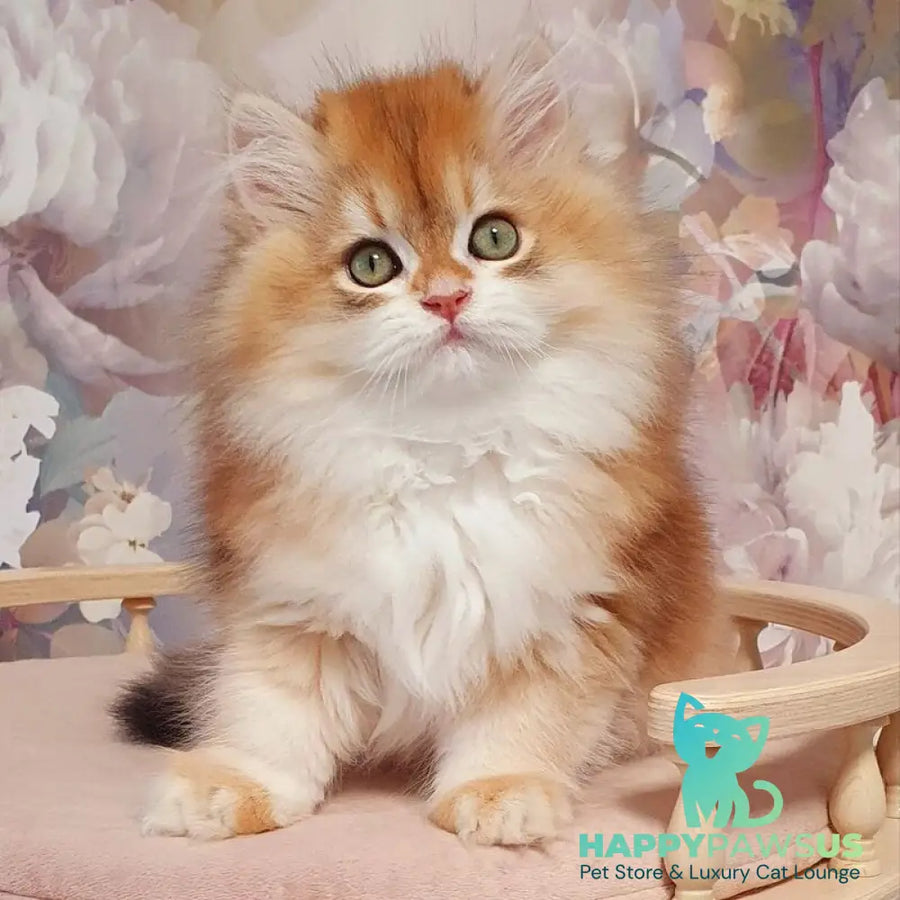 Vasen’ka British Longhair male black golden chinchilla - live animals