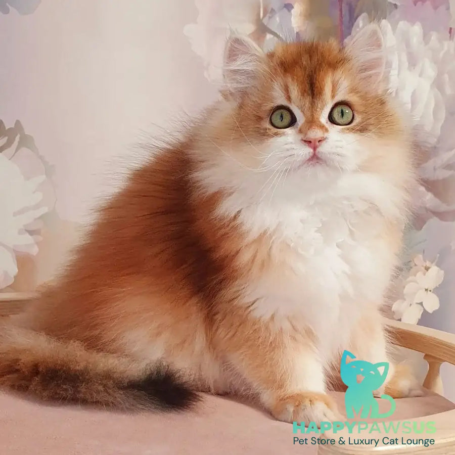 Vasen’ka British Longhair male black golden chinchilla - live animals