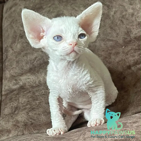 Vasilek Devon Rex male white - live animals