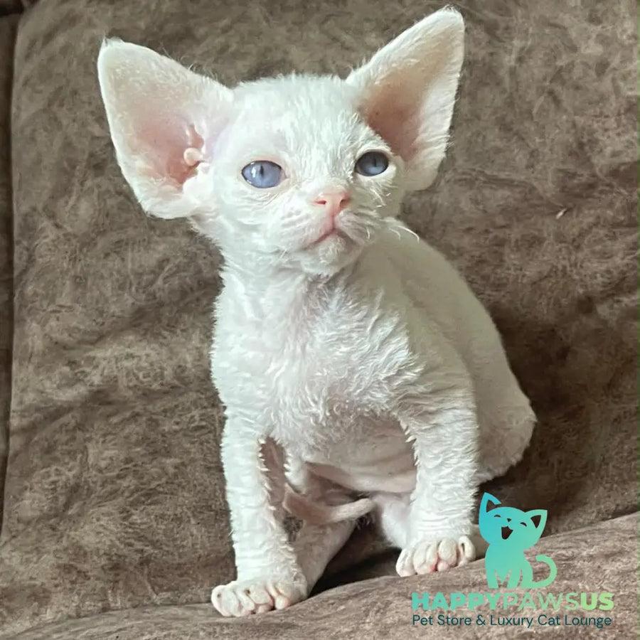 Vasilek Devon Rex male white - live animals