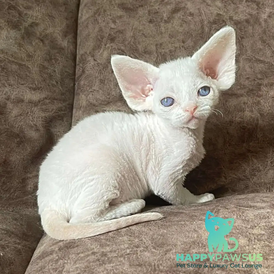 Vasilek Devon Rex male white - live animals