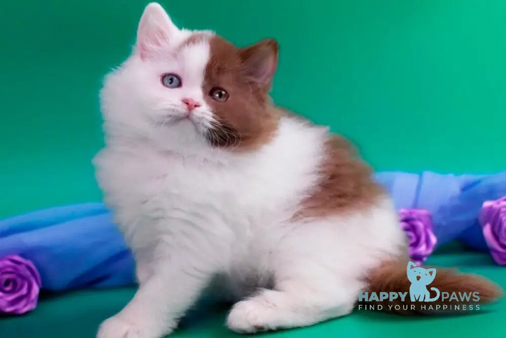 Vasilisa British Longhair female cinnamon tabby - live animals