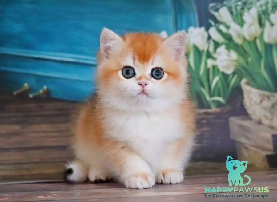 Vasilisa British Shorthair female black golden shaded - live animals