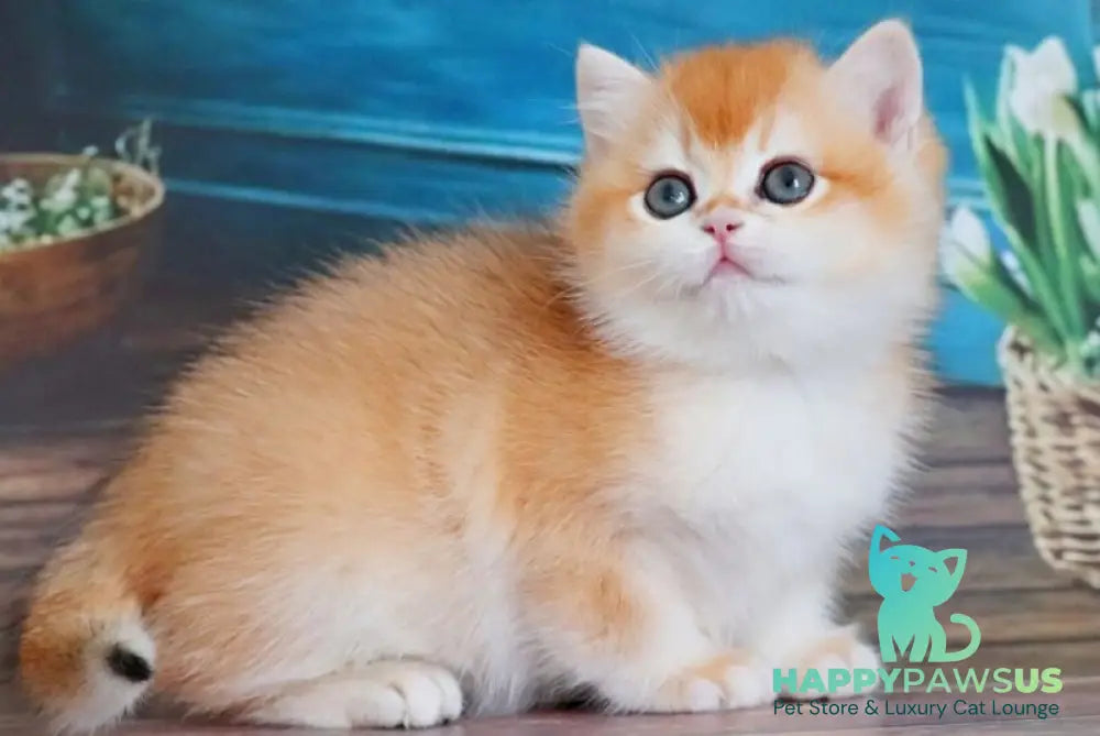 Vasilisa British Shorthair female black golden shaded - live animals