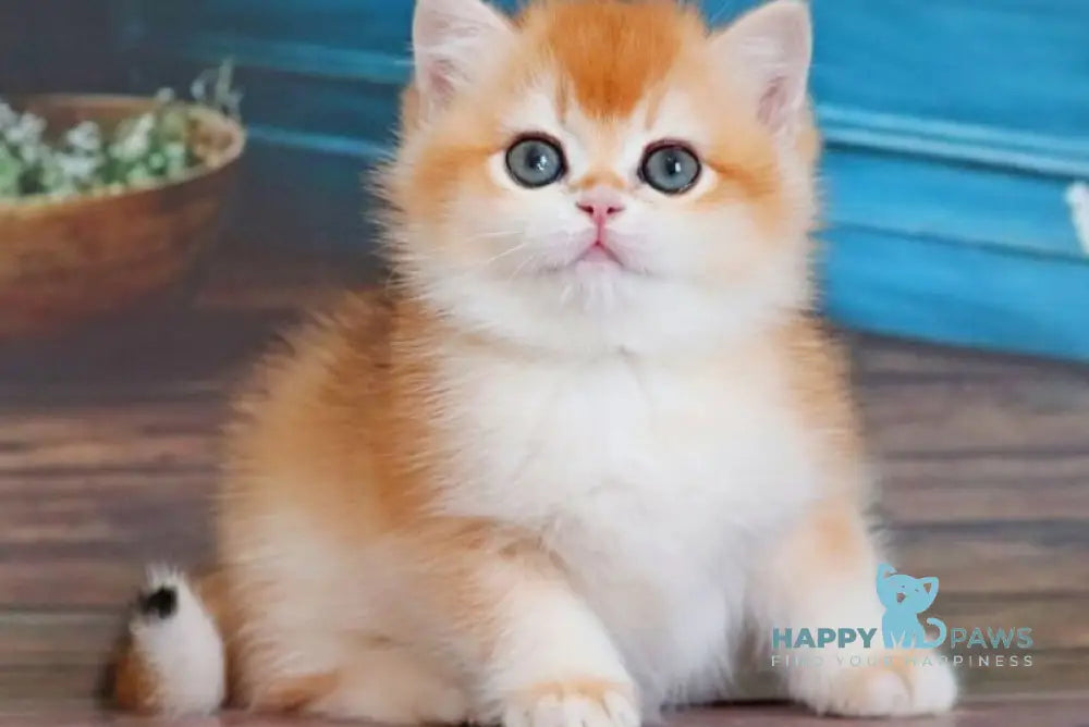 Vasilisa British Shorthair female black golden shaded - live animals