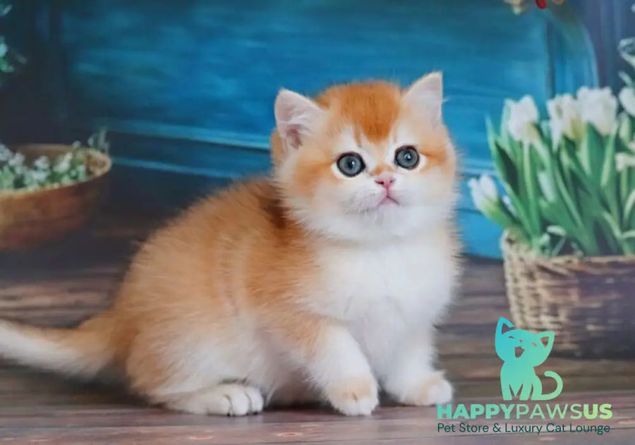 Vasilisa British Shorthair female black golden shaded - live animals