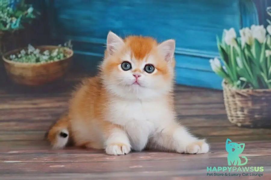 Vasilisa British Shorthair female black golden shaded - live animals