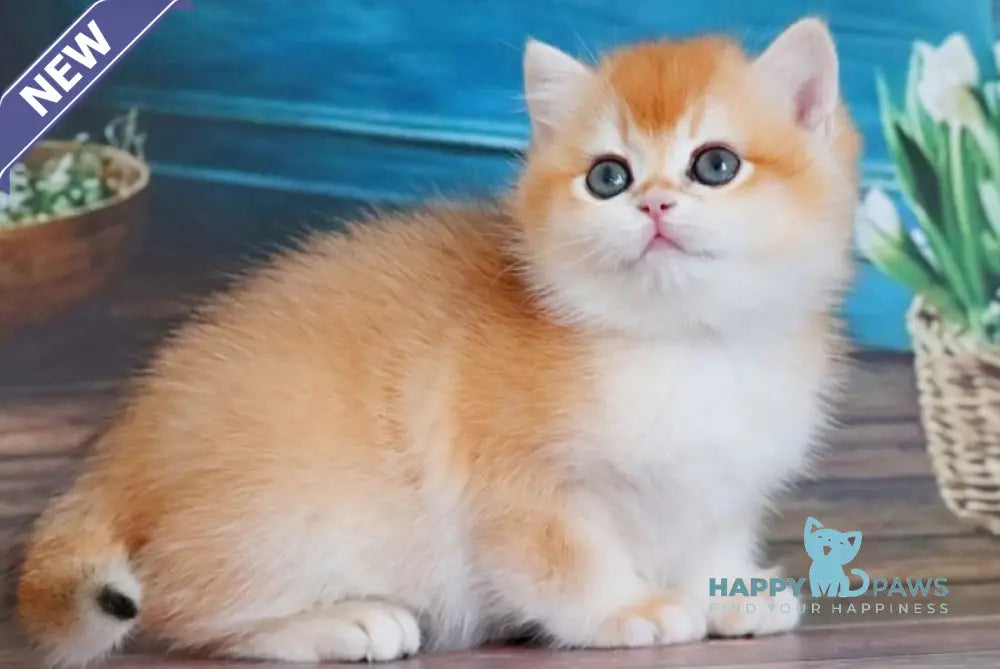 Vasilisa British Shorthair female black golden shaded - live animals