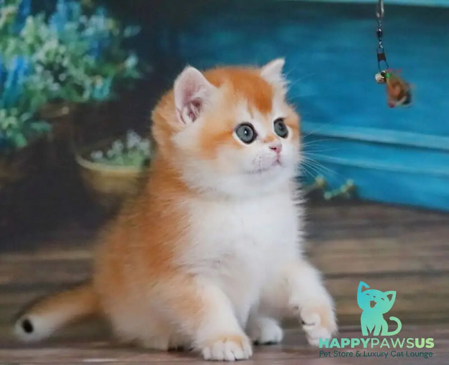 Vasilisa British Shorthair female black golden shaded - live animals