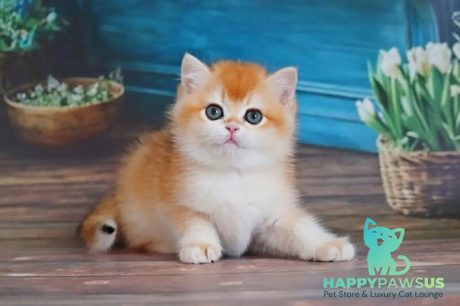 Vasilisa British Shorthair female black golden shaded - live animals