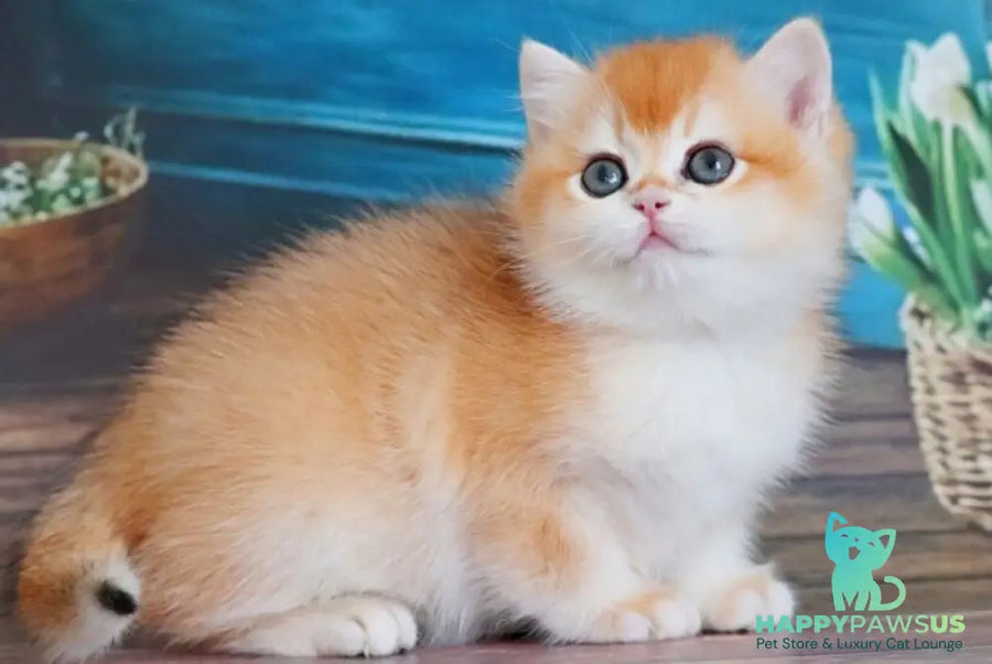 Vasilisa British Shorthair female black golden shaded - live animals