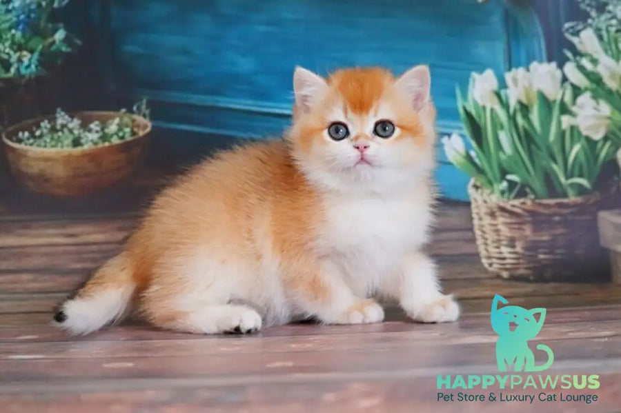 Vasilisa British Shorthair female black golden shaded - live animals